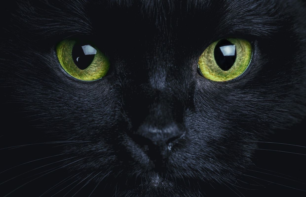 Le Chat Noir Mythes Et Realite A L Oree Halloween Www Jaquo Fr