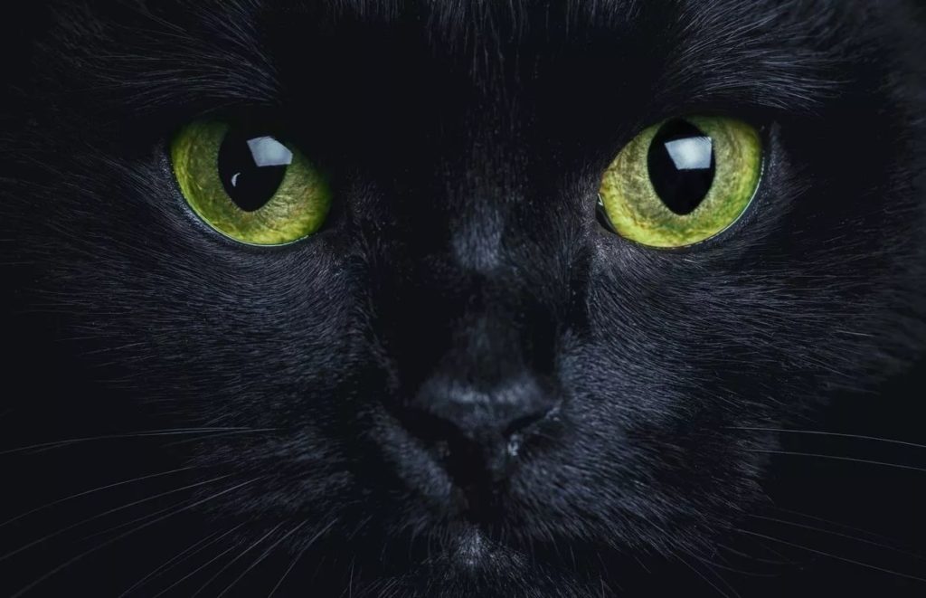 Mythes et réalité du chat noir, Réalité ou superstition ?