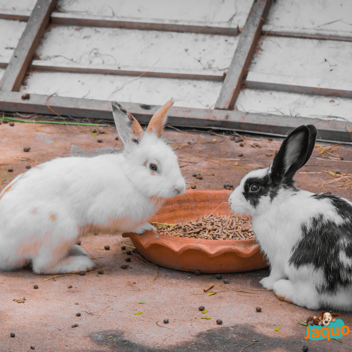 Nourriture Lapin Nain croquettes naturelles JAQUO