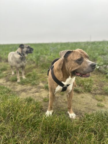 Croquette artisanale chien sans céréales au canard sur lit de pomme de terre🥔 pour chiens adultes La Valmie© photo review