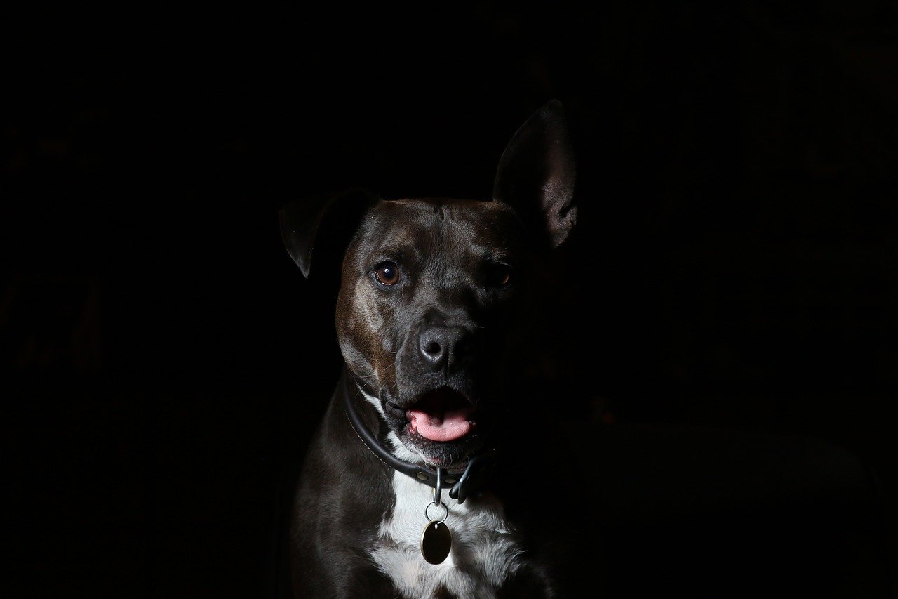 animal, dog, black