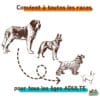Recette de croquettes artisanales convenant à tous les âges adultes de chien