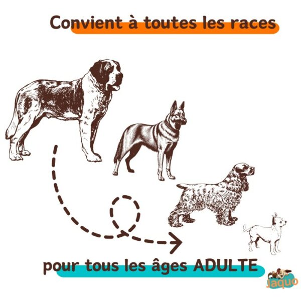 Recette de croquettes artisanales convenant à tous les âges adultes de chien