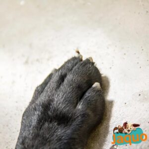 Baume soins des coussinets pour les chiens et chats