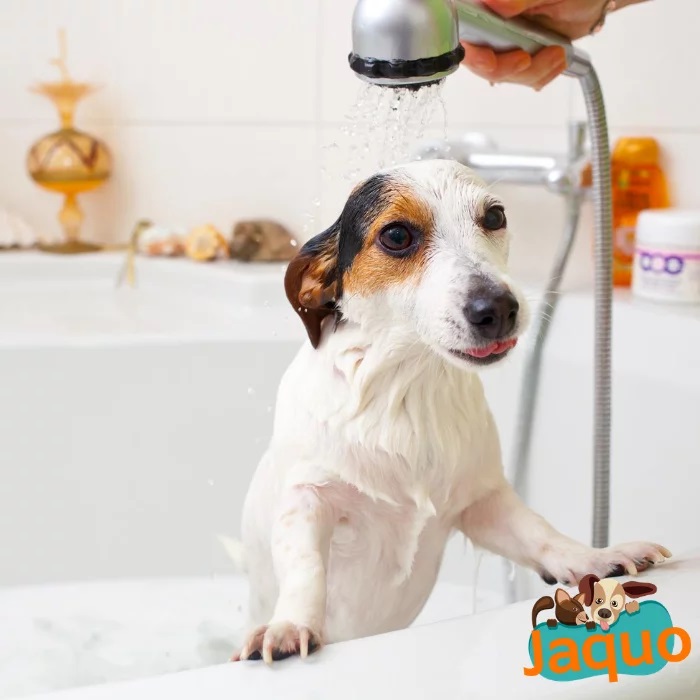 Shampooing anti-démangeaisons chien