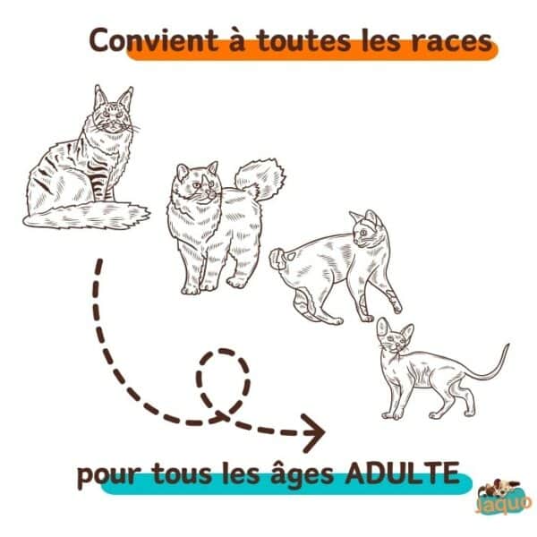 recette croquettes artisanales locales pour chat