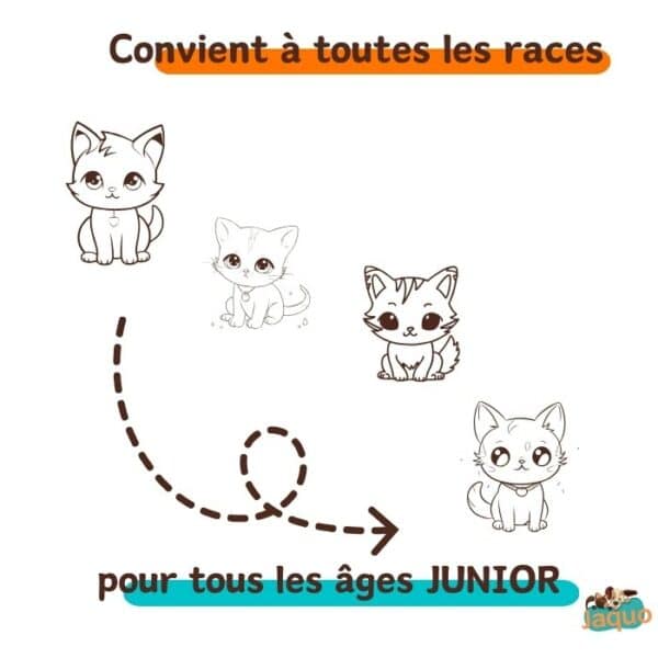 recette croquettes artisanales locales pour chatons