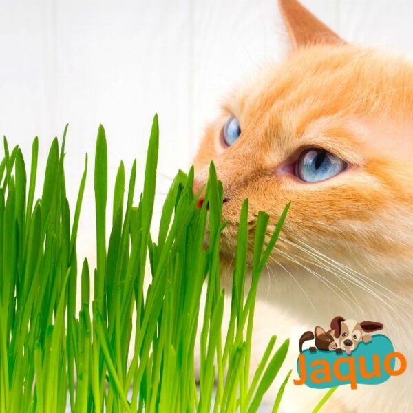 Friandise faits maison à l'herbe à chat