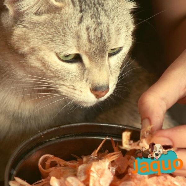 Friandise fait maison boules de crevette chat