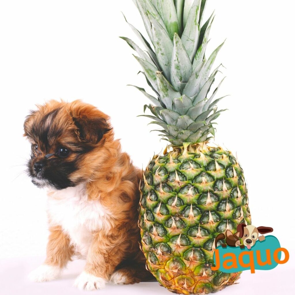 L'ananas est-il bénéfique pour votre chien ?