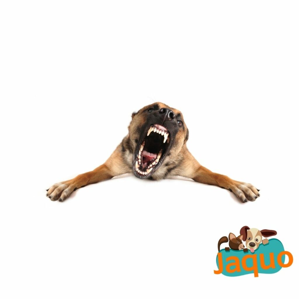 Un chien peut il ressentir de la colère ? - www.jaquo.fr