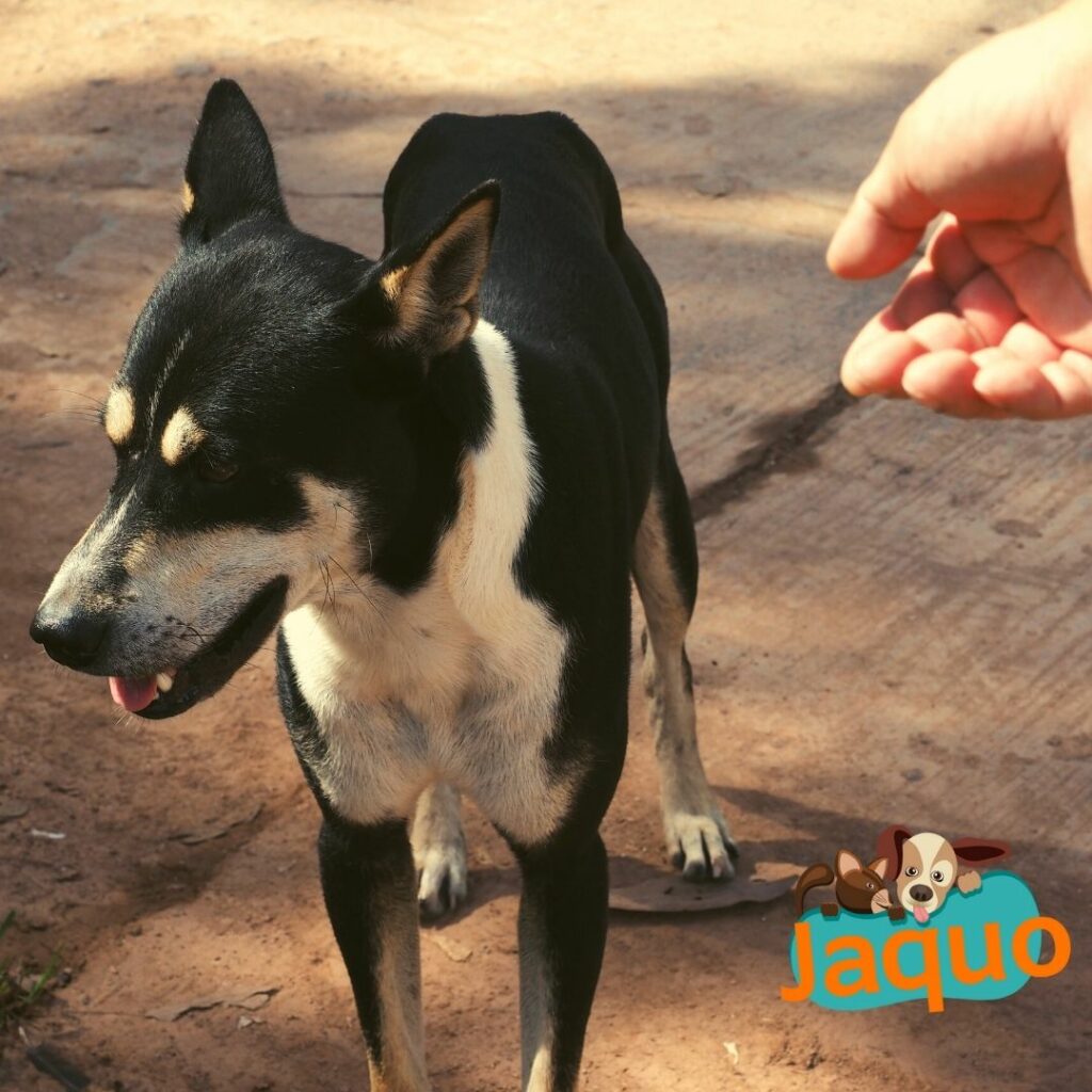 Pourquoi mon chien est-il énervé ?