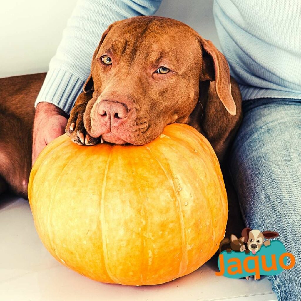 les chiens peuvent ils manger de la citrouille