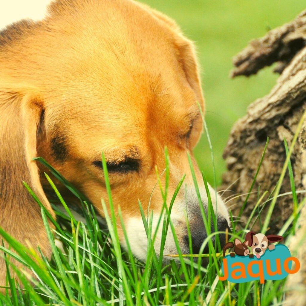 Grignoter de l'herbe est assez courant chez les chiots - plus de 67% des gens disent que leur chien mange de l'herbe chaque semaine.  La bonne nouvelle est que c'est courant, c'est complètement naturel et c'est généralement considéré comme sûr par les vétérinaires.