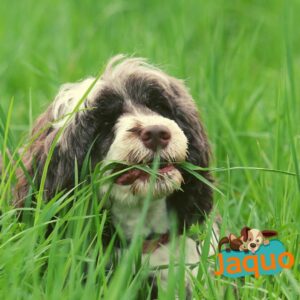 Pourquoi les chiens mangent-ils de l'herbe