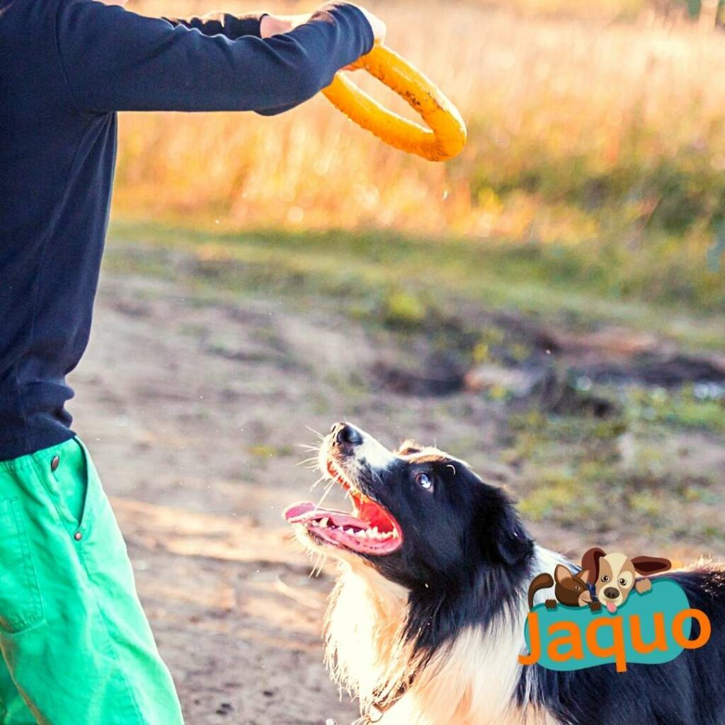 Coincé à la maison avec votre chien