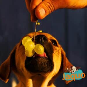 Les chiens peuvent-ils manger du raisin ?