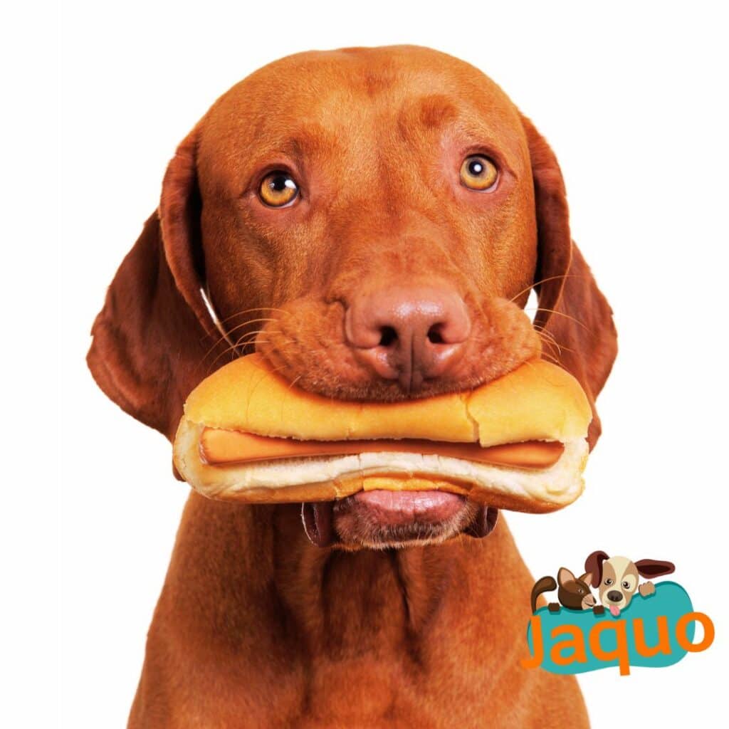 Les chiens peuvent-ils manger du pain ?