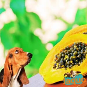 Les chiens peuvent-ils manger de la papaye