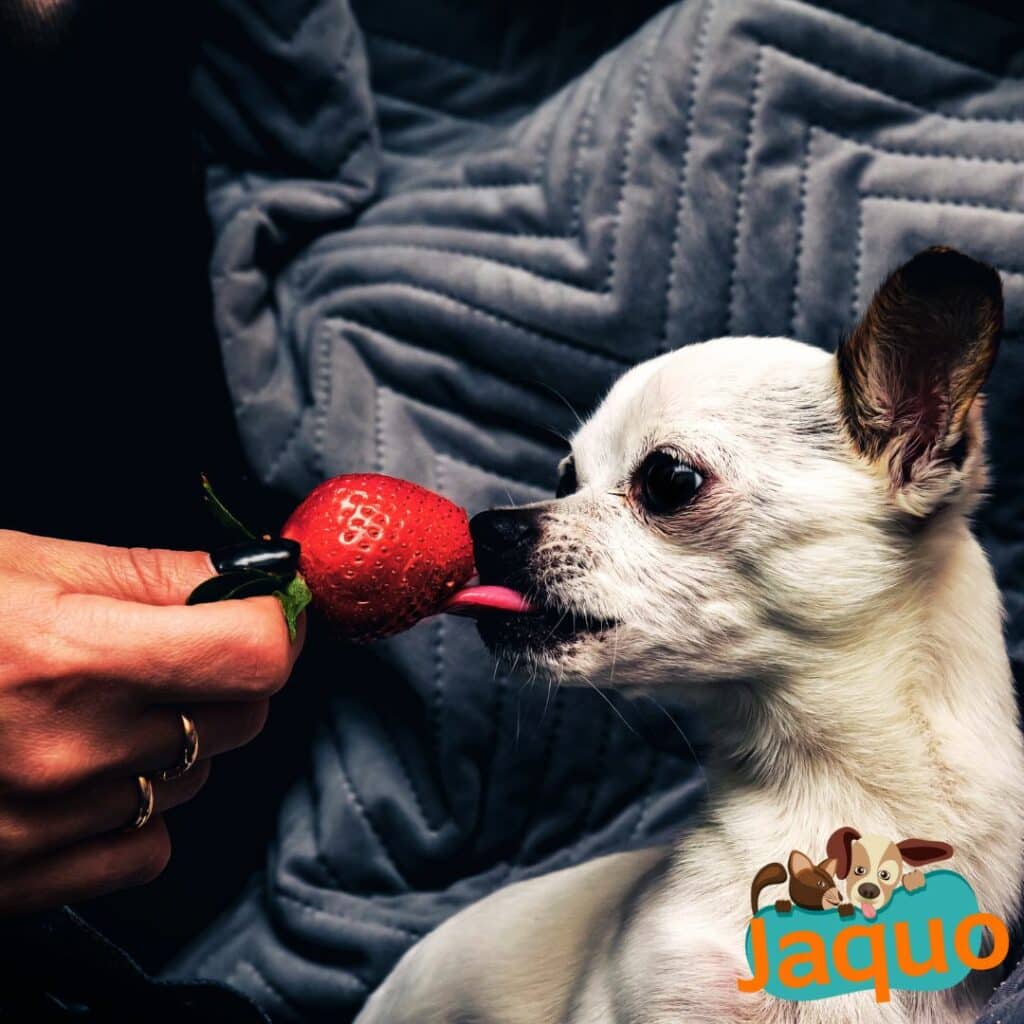 Les chiens peuvent-ils manger des fraises ?