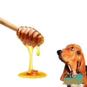 Les chiens peuvent ils manger du miel ?