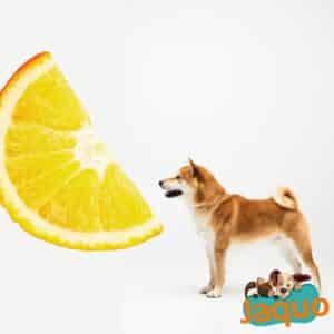 Les chiens peuvent-ils manger des oranges ?