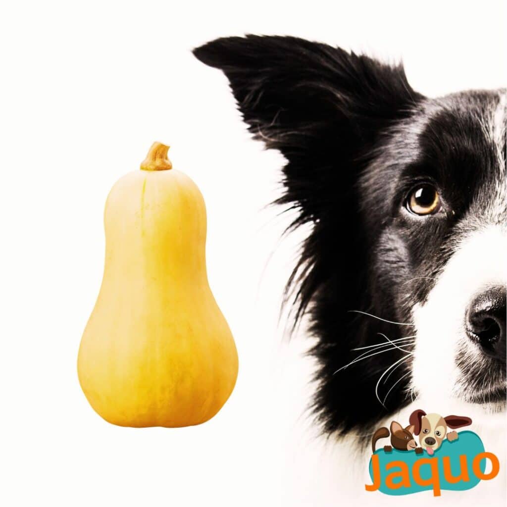 Les chiens peuvent-ils manger de la courge Butternut ?