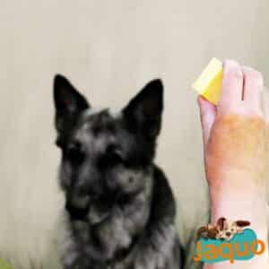 Les chiens peuvent-ils manger du fromage ?