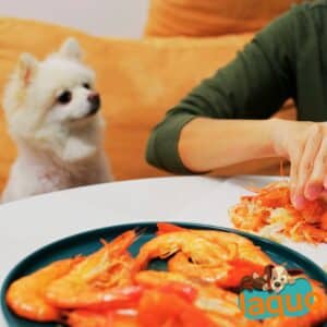 Les chiens peuvent-ils manger des crevettes ?