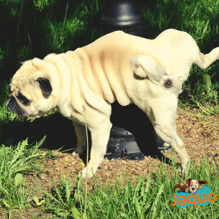 Pourquoi mon chien adulte fait-il pipi dans la maison