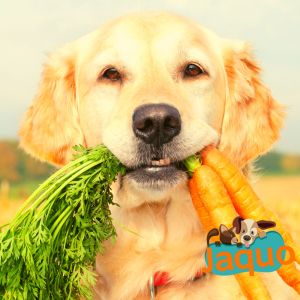 Mon chien peut il manger des carottes