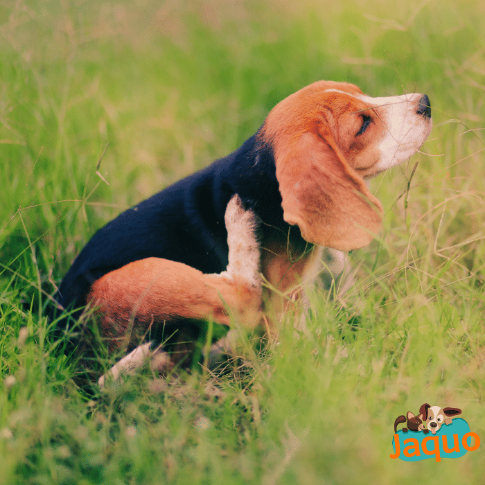 Pourquoi mon chien se lèche les pattes ?