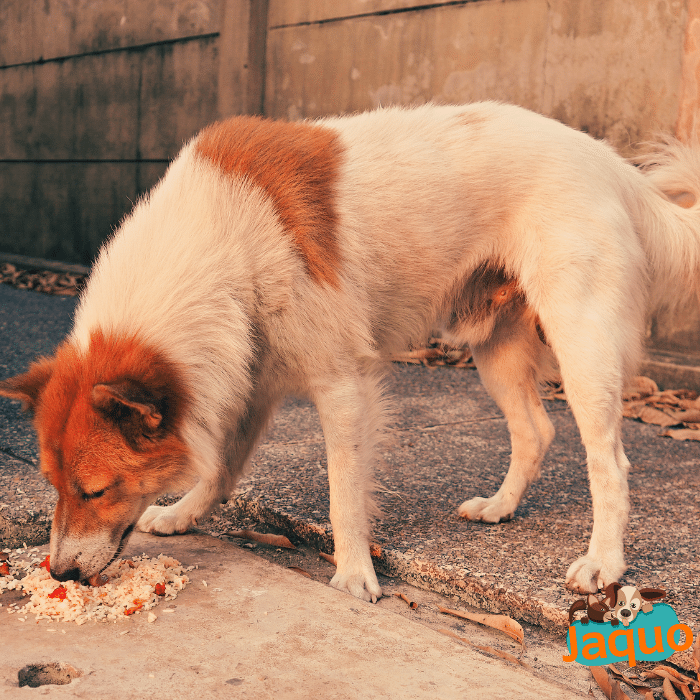 Pourquoi mon chien se lèche les pattes 