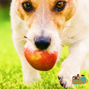 mon-chien-peut-il-manger-des-pommes