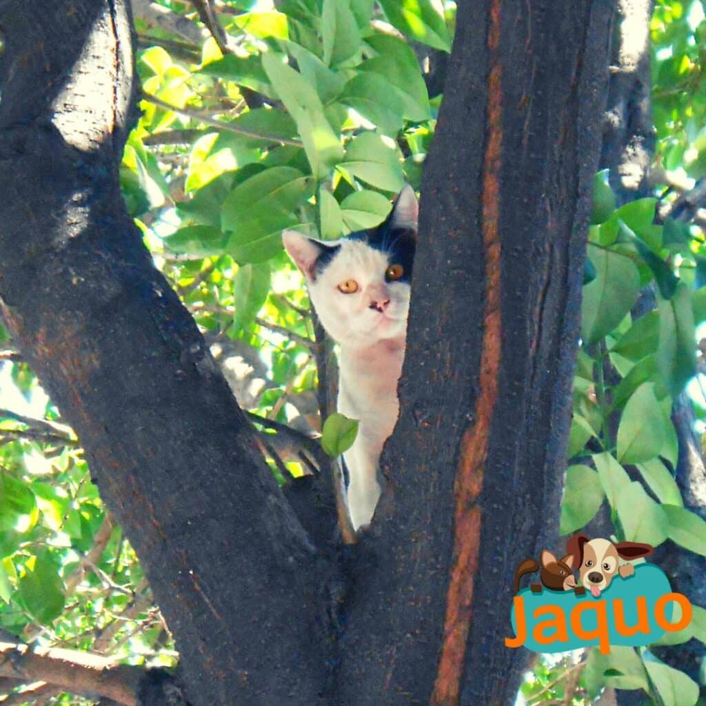 Les chats de compagnie s'égarent rarement