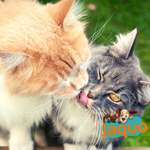 les chats communiquent entre eux par l'odeur