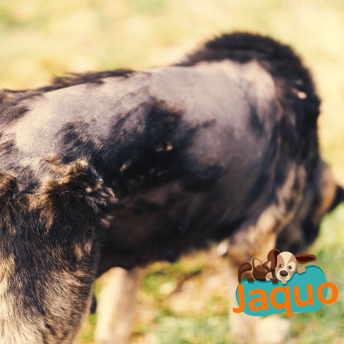 Traiter la peau sèche de votre chien