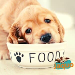 aflatoxine dans les aliments pour chiens