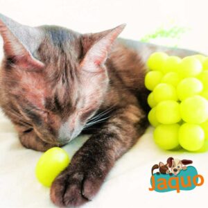 Les chats peuvent-ils manger du raisin ?