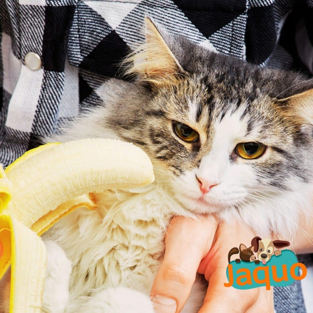Les chats peuvent ils manger des bananes ?