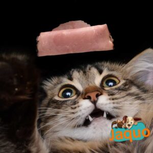 Les chats peuvent-ils manger du jambon ?