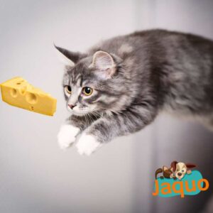 Les chats peuvent-ils manger du fromage ?