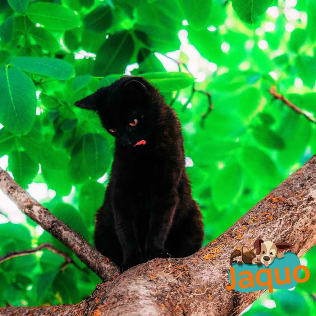 Pourquoi les chats restent-ils coincés dans les arbres