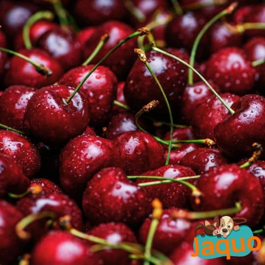 Les chats peuvent-ils manger des cerises